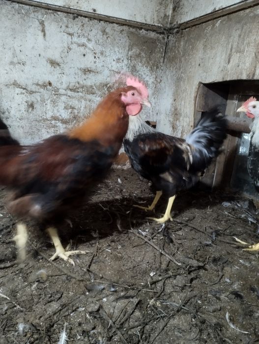 Продам молодых петухов