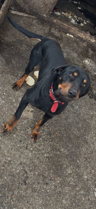 Vand Urgent  copoi ardelenesc