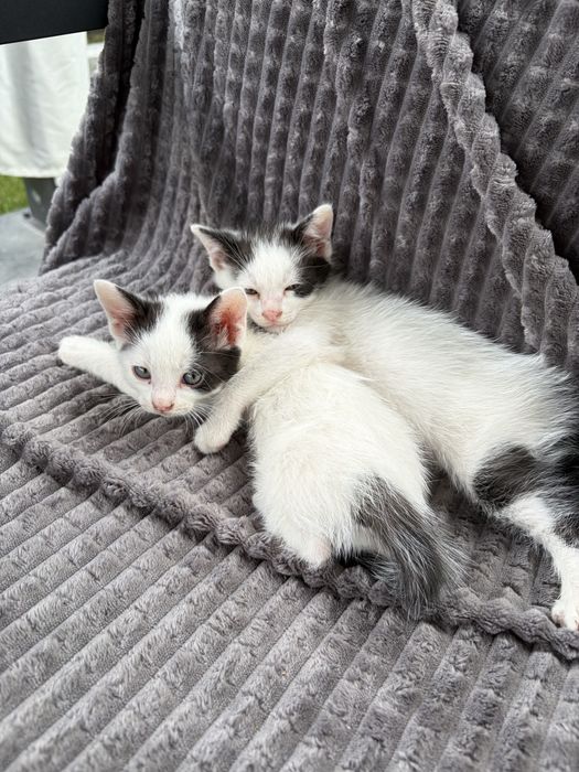 Adoptie Donez Pisici