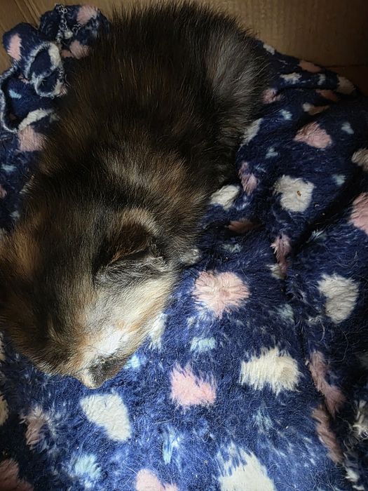 Отдам котят бесплатно