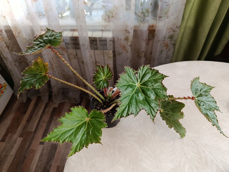 Бегония манжетная