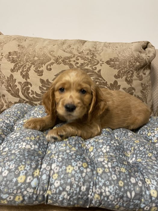 Cocker Spaniel baiat 2 luni