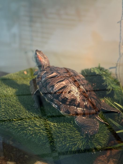 Морская красноухая черепаха