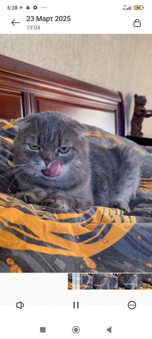 Передержка для кошки
