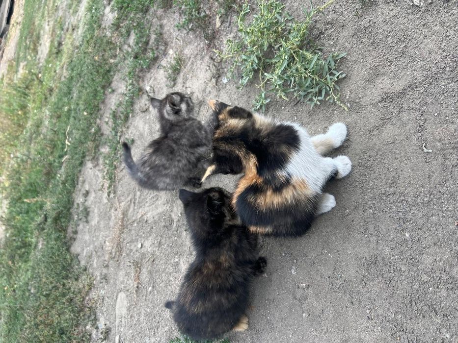 Отдам даром котят