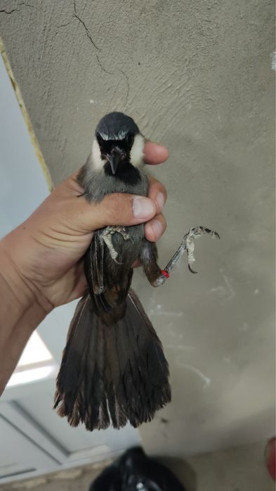 Продам птицу Гарулакс (Garrulax белогорлая)