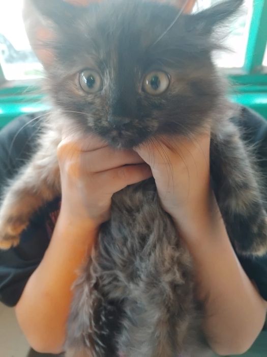 Отдам котят в добрые руки