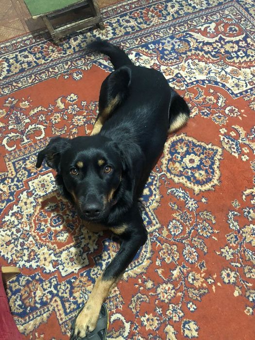 Продам щенков породы ротвейлер