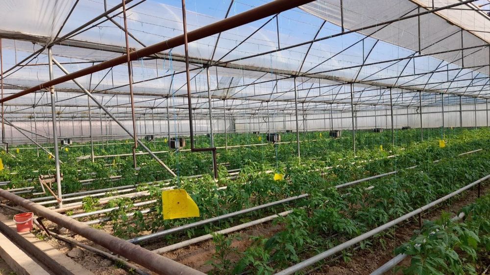 Срочно Теплица Назарбекда  сотилади вариантлар бор .