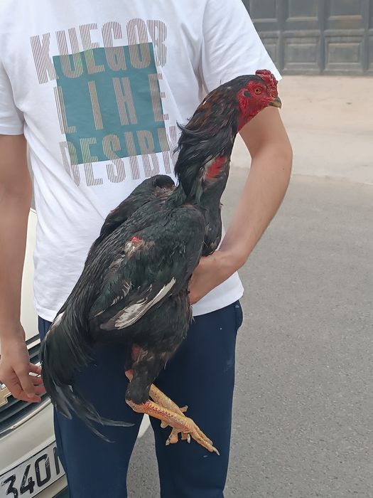 Dakan xoroz sotiladi