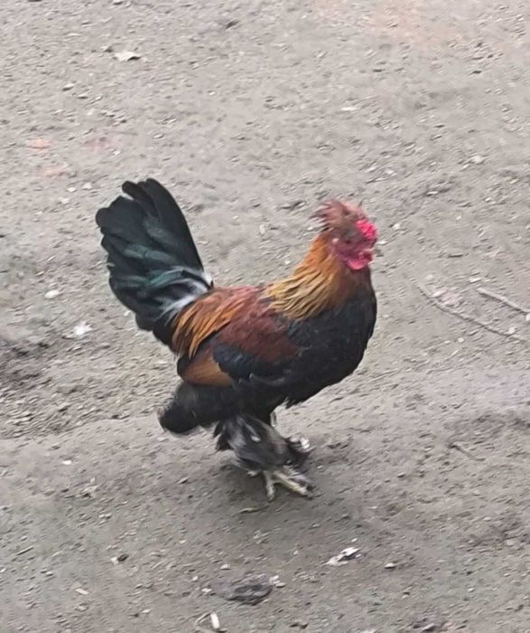 Продам Японского Петушка