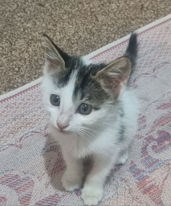 Отдам котят бесплатно