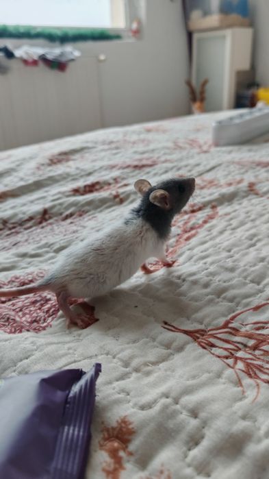 Șobolani Dumbo de companie