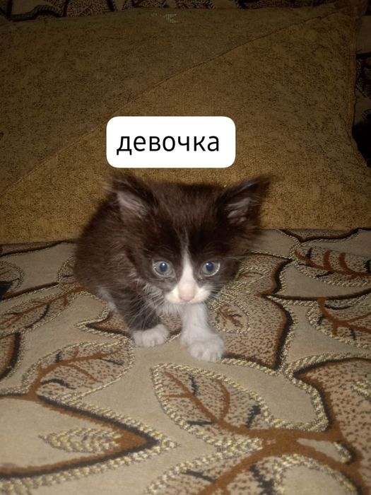 Отдам котят в добрые руки