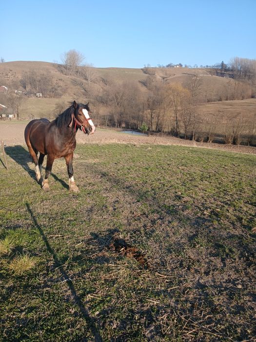 Vand cal de 1 an jumatate