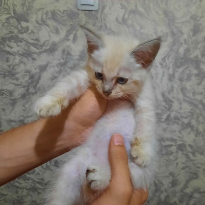 Котенок        .