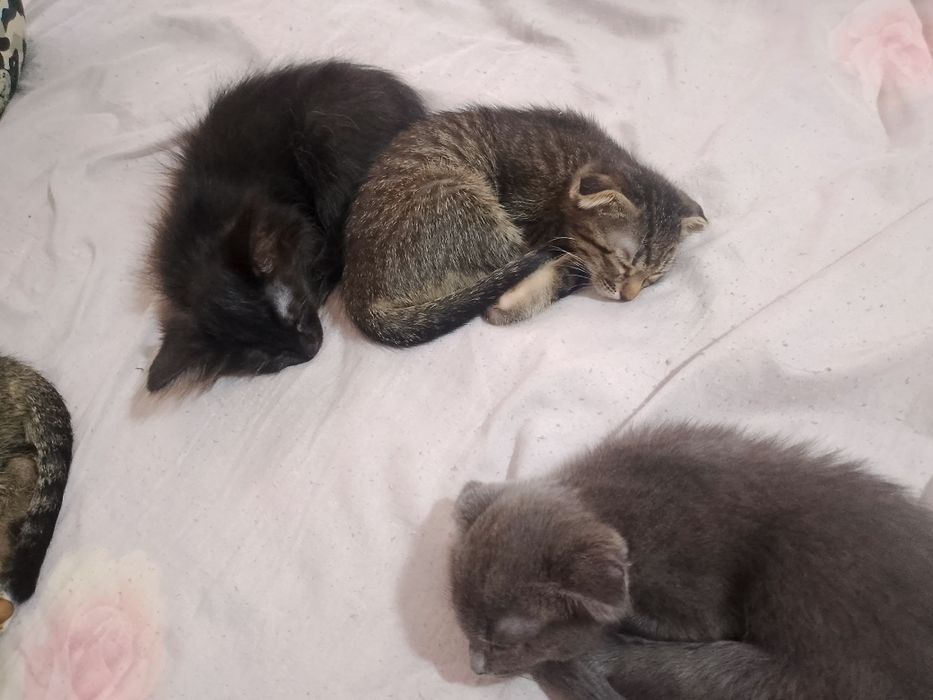 Отдам котят породистых бесплатно