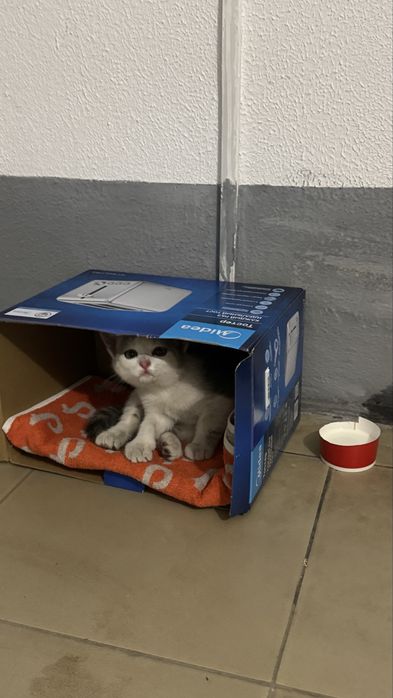 Котенок в добрые руки
