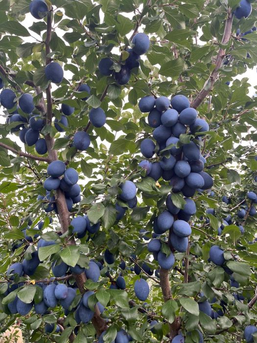 Prune de tuica de vanzare