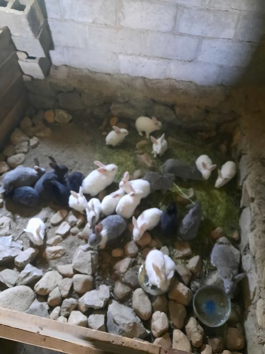 Quyon bolalari sotiladi