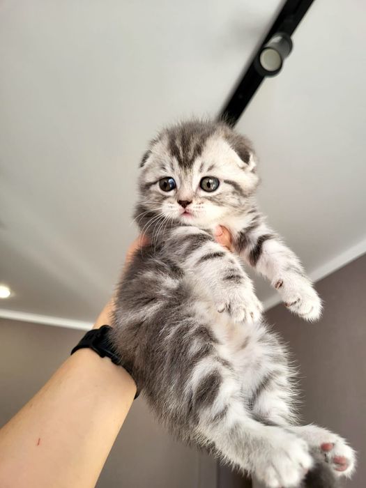 Шотландские детишки