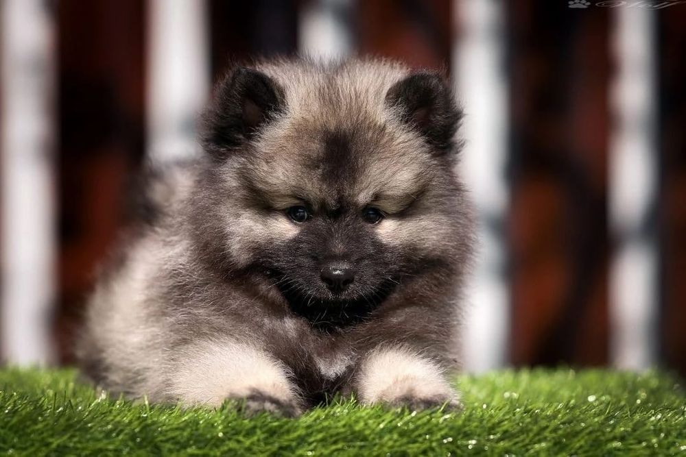 Вольф шпицы девочки и мальчики