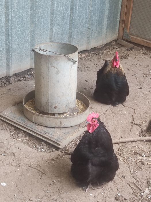Продам двух петухов
