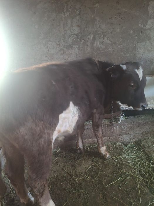 Продается бычок отличный патсос