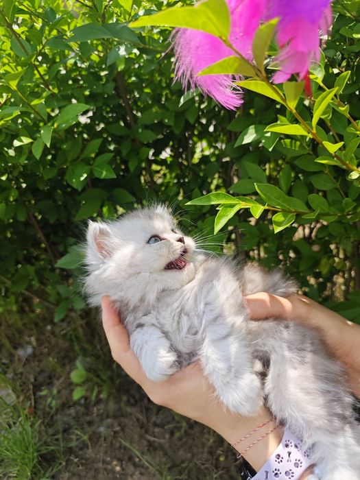 Pui British Longhair Chinchilla Silver, cu carnet de sănătate