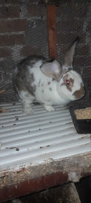 Заек пеперуда х великан