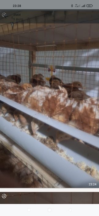 Ломон браун балапаны сатылады