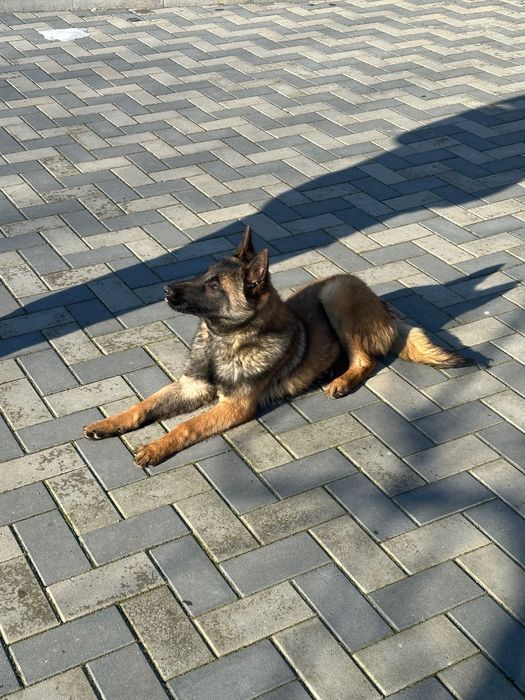 Femelă Malinois 6 luni cu pedigree tip A