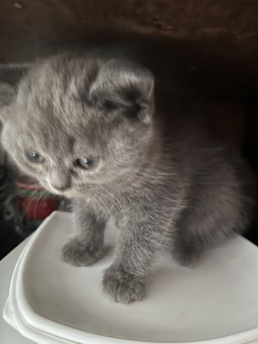 Продается кошка страйк