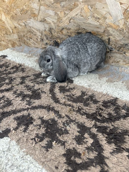 Iepuri pitic berbec german