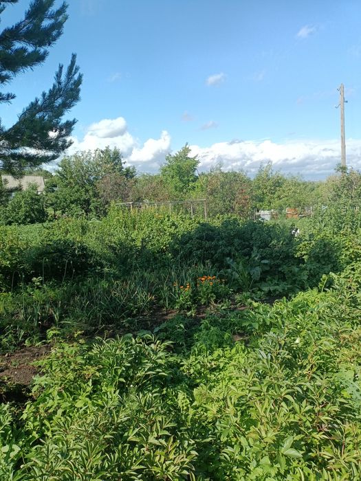 Дача пионер лагеря