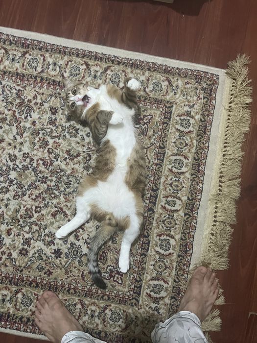 Одам кота в хорошие руки