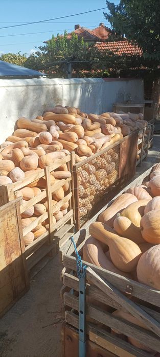 Тикви цигулки продавам