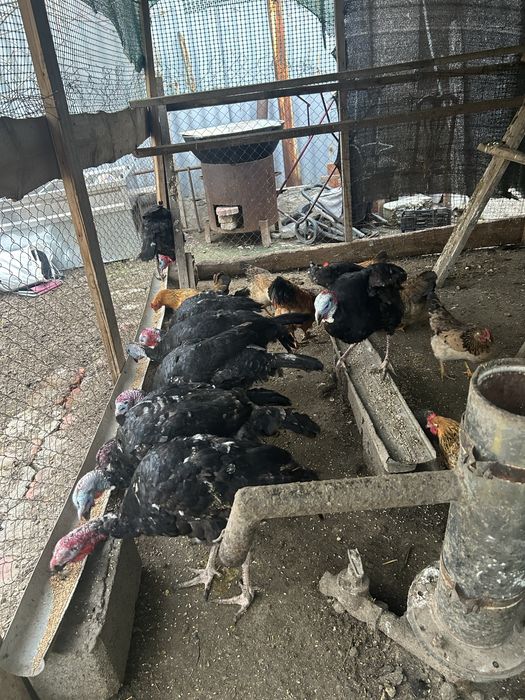 Ундук ( Үндік ] сатылады 7 шт