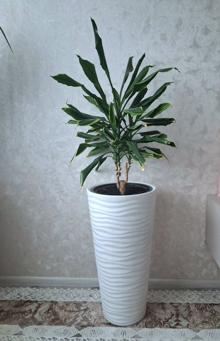 Срочно!!! Продам пальму(драцену) в красивом горшке