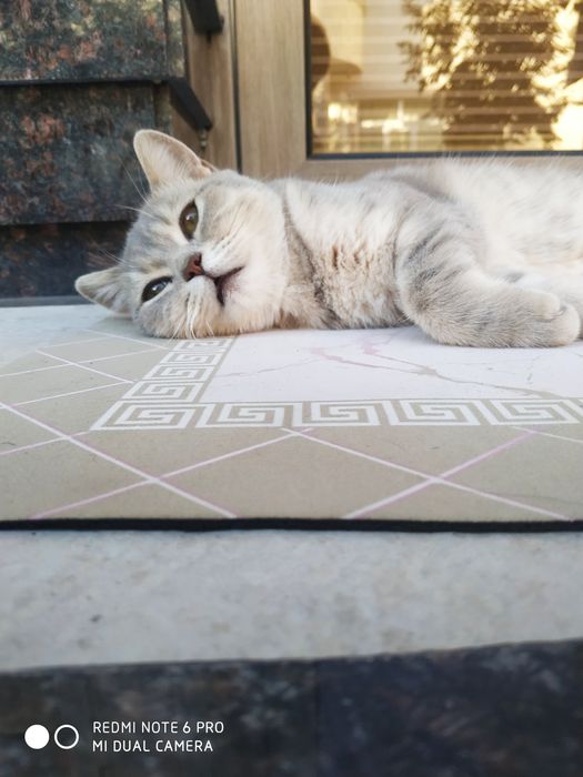 Skotish fold shinshila vyaska нужно самка вйаска