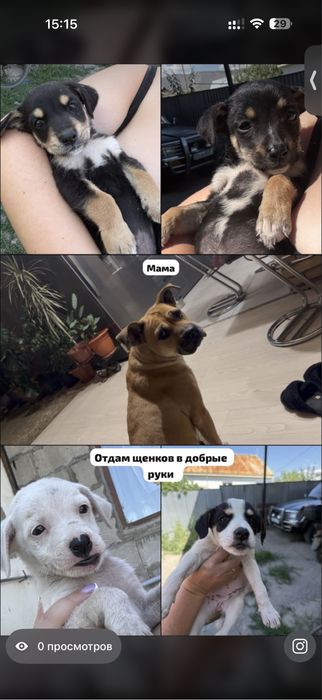 Отдаються щенята в добрые руки