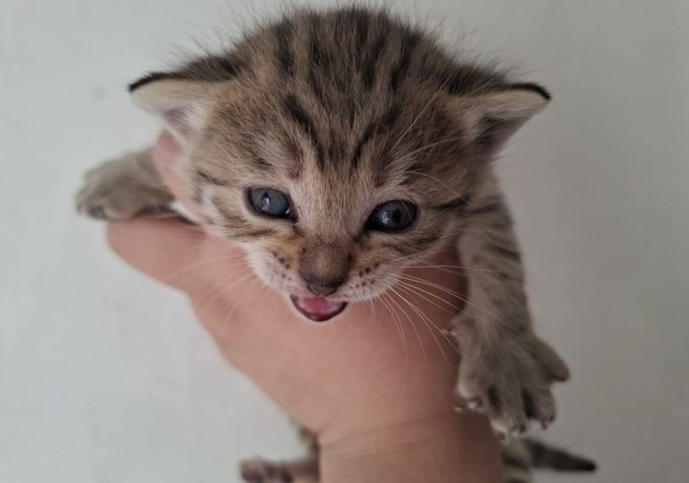 Отдам в добрые руки