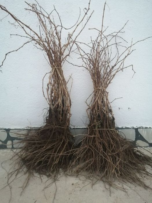 Xotin erining kotagini yaladi