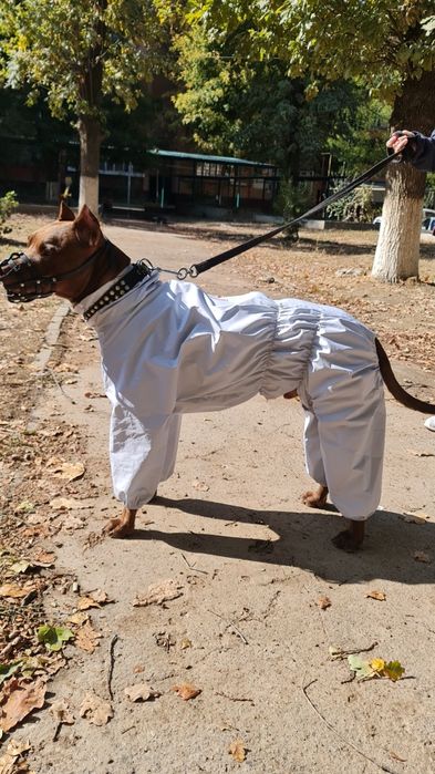 Одежда для собаки от TURKAN.