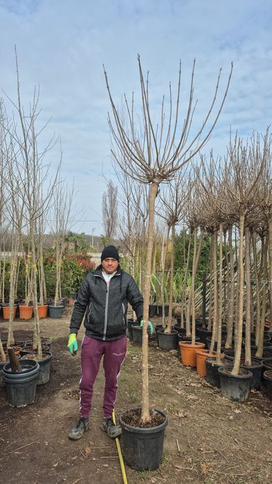 Platan  acer platanoides  catalpa  globular