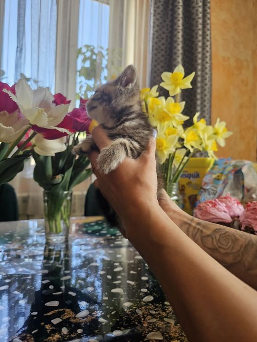 Шотландцы вислоушки.