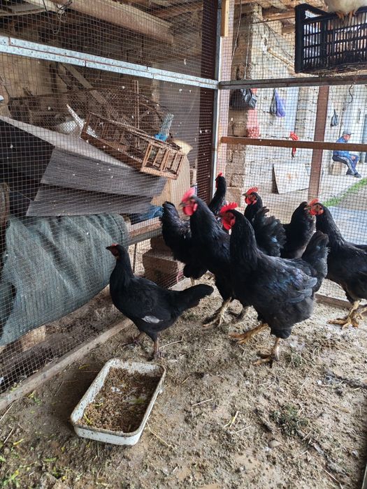 Xoroz şotland qora shag'zoda zotliy xoroz