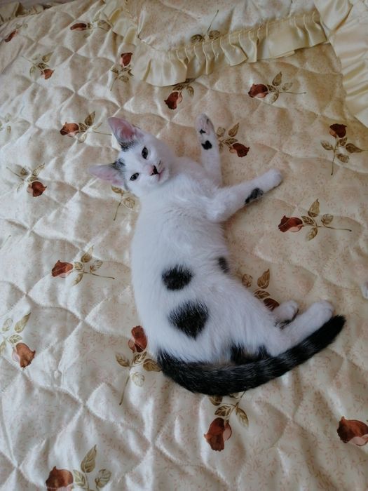 , Коте търси дом,