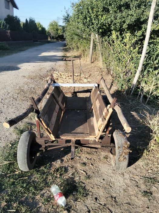 Dacă  de  ponei sau măgar