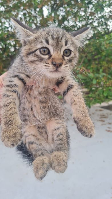 Ищем дом чудесным котятам